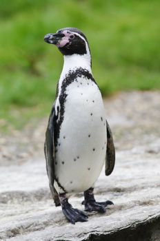 Closeup of a Humboldt Penguin (Spheniscus humboldti)