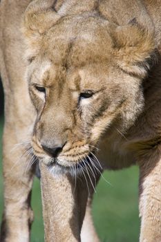 Close up of a Lioness (Panthera leo)