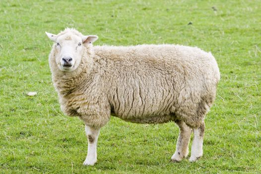 Female Sheep in the Peak District National Park