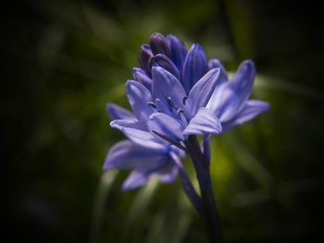 A fresh new bluebell just beginning to burst forth