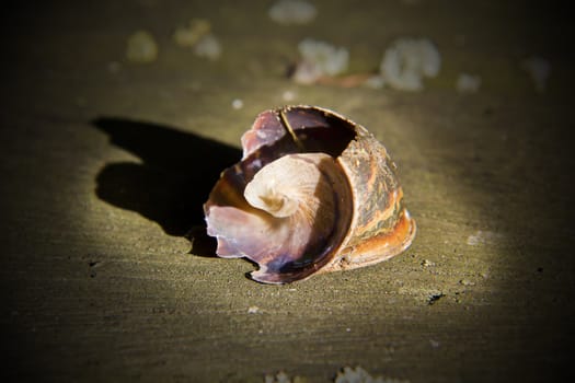 A thrush has been on a visit and eaten the contents after smashing this lovely garden snail shell