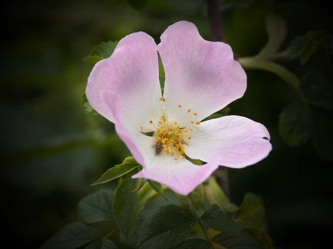 A fully opened gorgeous delicate pink dog rose flower