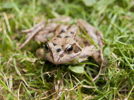 A lovely young common frog hiding in the grass