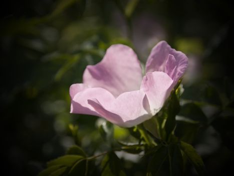 A lovely delicate pink dog rose flower