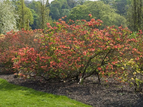 A Azelea shrub in full bloom