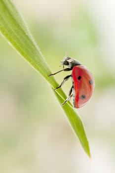 ladybug lands on the field during the spring
