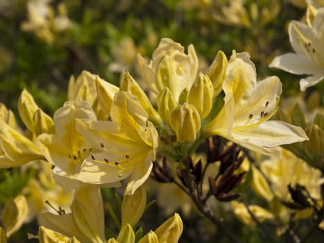 Close up of the lovely yellow Azelea flowers