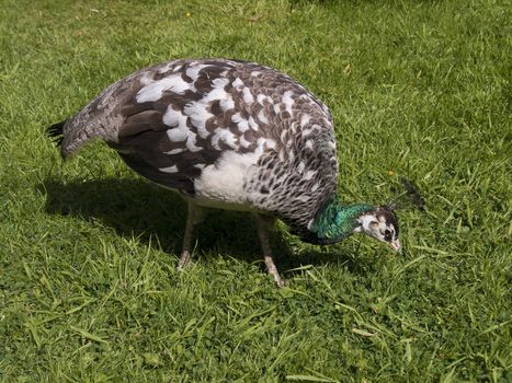 A friendly peacock wandering freely searching for tit bits dropped by tourists