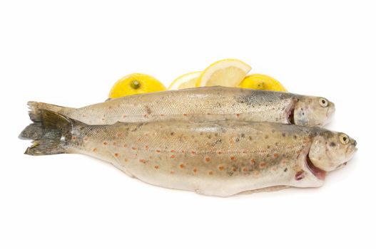 wild trout caught in the traditional style on white background