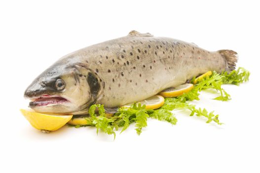 wild trout caught in the traditional style on white background
