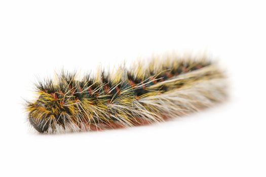 closed flat on white hairy caterpillar