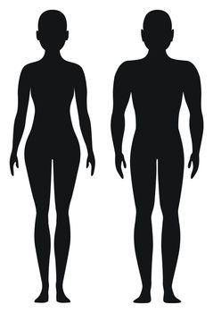 Proportional shapes of men and women