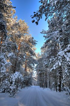 Forest road covered with snow in winter