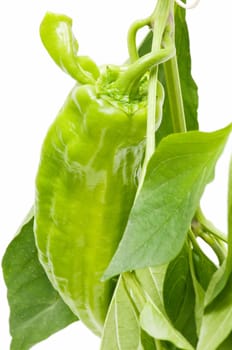 freshly harvested green peppers on a white background
