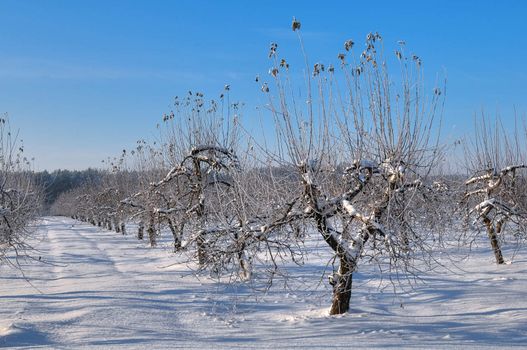 Apple orchard covered with snow in winter