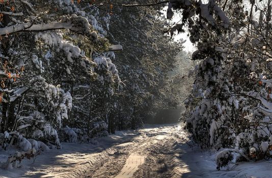 Forest road covered with snow in winter