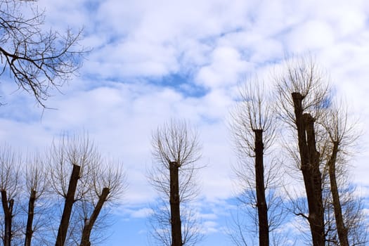 The row of poplar trees with the tops cut off and the young shoots. Winter sky in the background