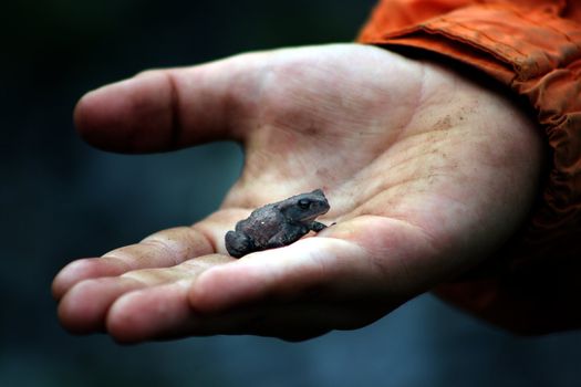 Child holding a small frog in the hand