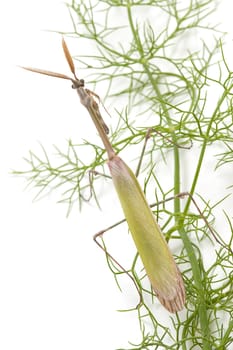 closed flat of  praying mantis on  white background