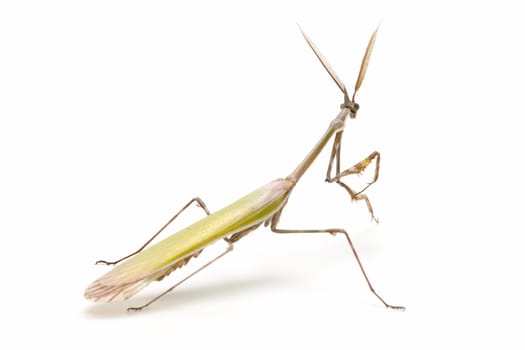 closed flat of  praying mantis on  white background