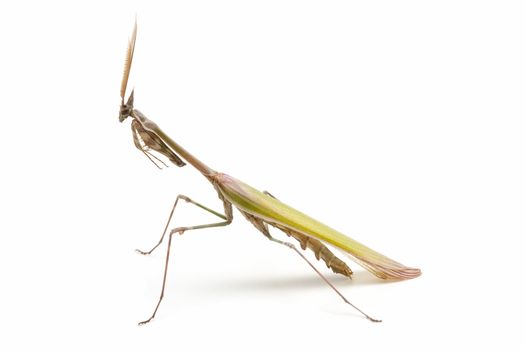 closed flat of  praying mantis on  white background