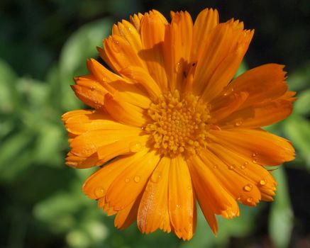 Flower of medicinal plant Marigold or calendula