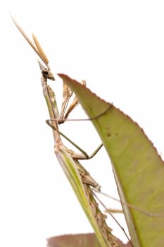 closed flat of  praying mantis on  white background