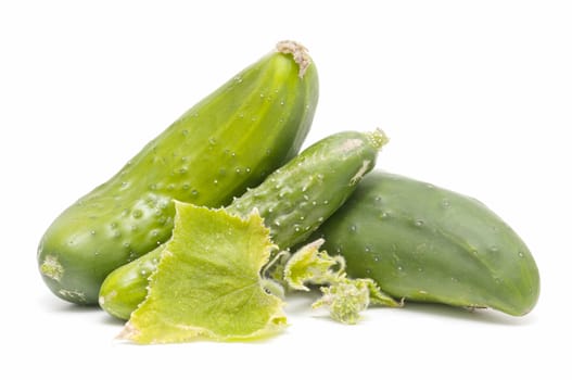 freshly harvested cucumbers on white background
