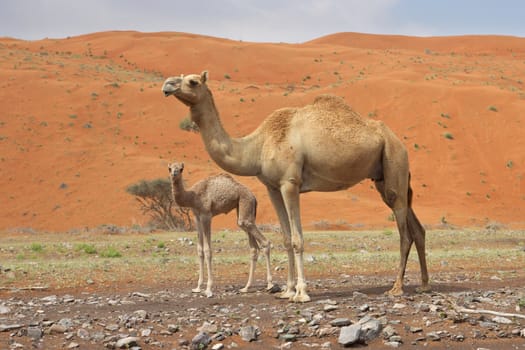 A camel with her calf in Wadi Sumayni, Oman.