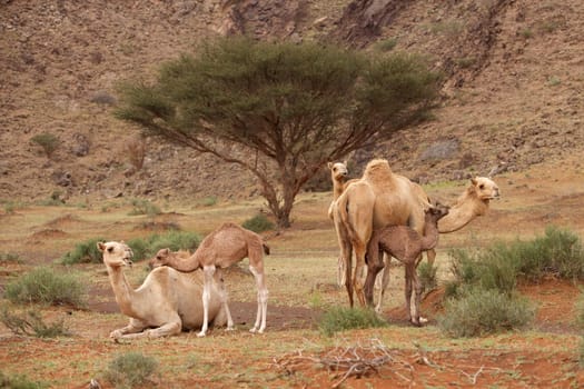 Camels with their calves in Wadi Sumayni, Oman.