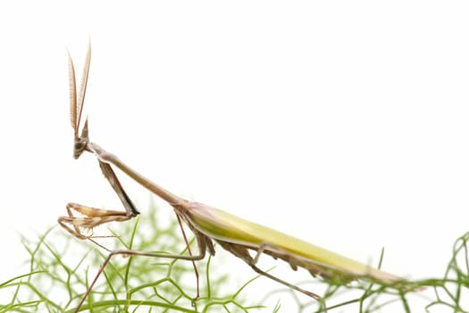 closed flat of  praying mantis on  white background