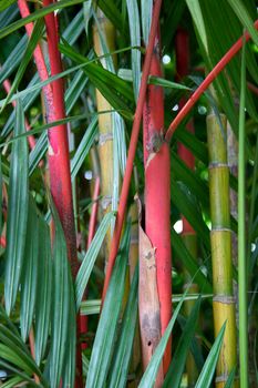 Bamboo stems growing in the Singapore Botanic Gardens.