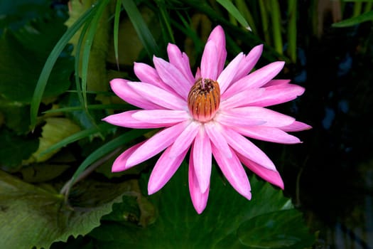 A water lily in blossom at Singapore Botanic Gardens.