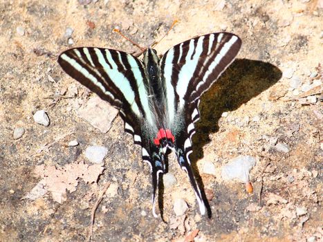 A beautiful Zebra Swallowtail (Eurytides marcellus) in the southern United States.