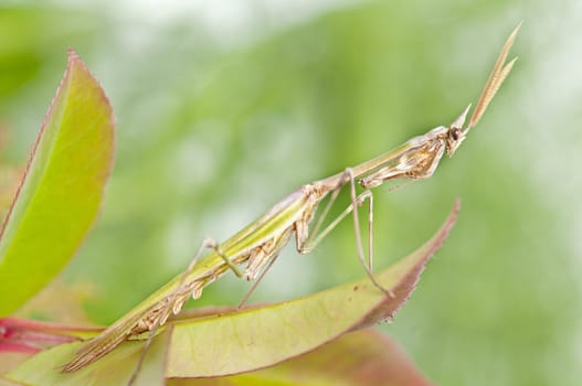 closed flat of  praying mantis in their natural habitat
