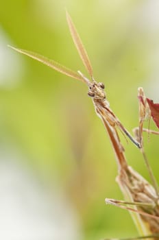 closed flat of  praying mantis in their natural habitat
