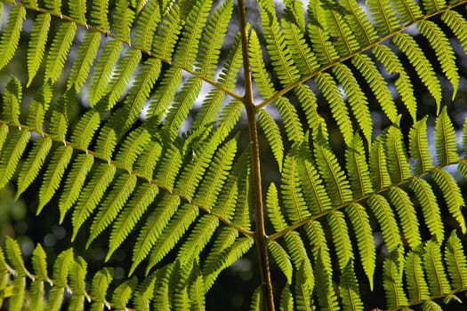A fern growing in the National Orchid Garden in Singapore Botanic Gardens.