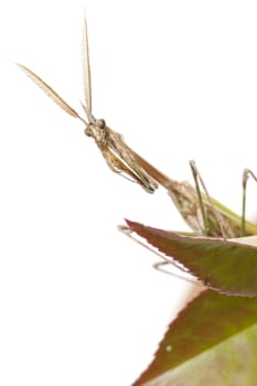 closed flat of  praying mantis on  white background