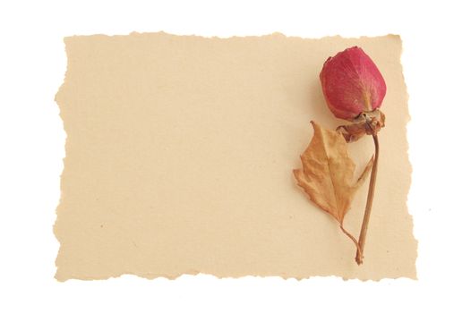 Dry rose on grunge paper background