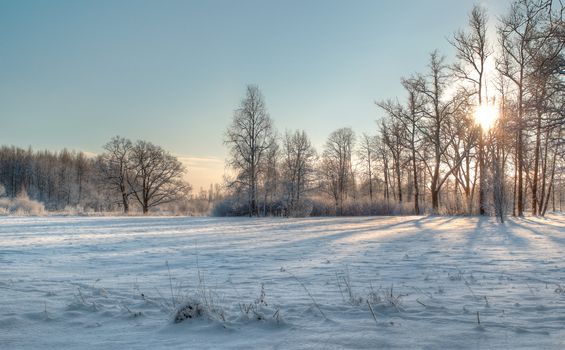 sun trees and snow on cold winter day