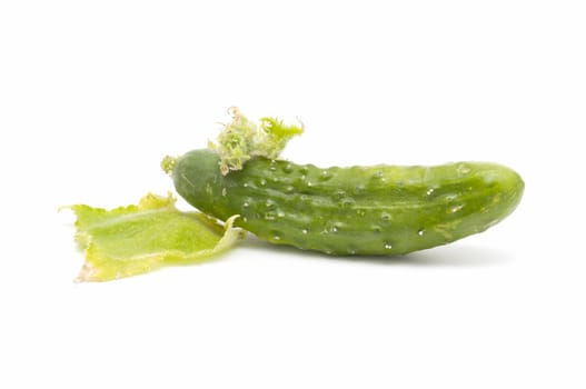 freshly harvested cucumbers on white background
