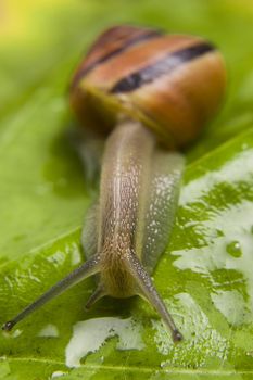 Snail over wet fresh green leaf