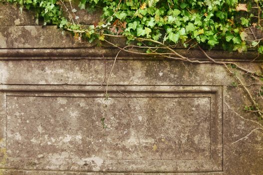 Green ivy over old wall. Grunge frame