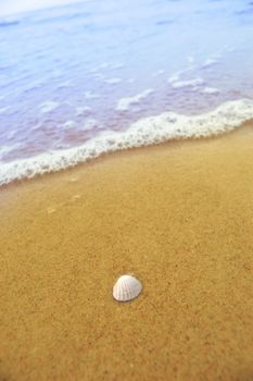 Sea shell on the sandy beach. Vacation concept