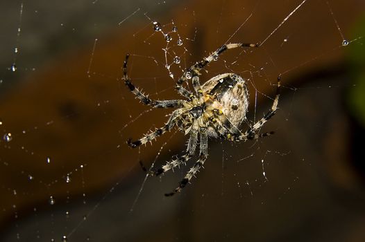 Big spider with water drops over old wall