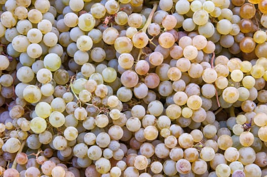 fresh grapes in the market showing the texture