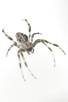 Big spider isolated on white background