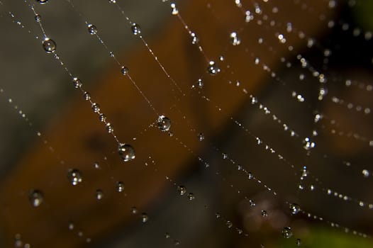 Water drops on spider web. Autumn photo