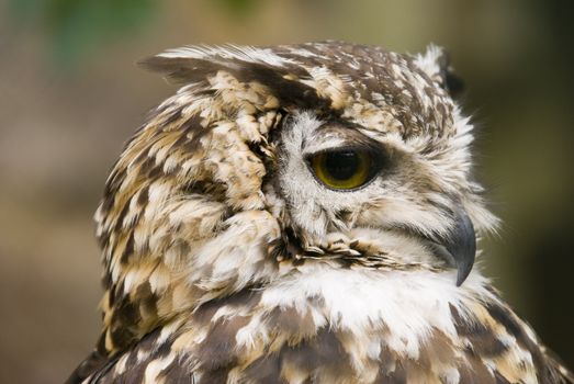 Close up of Ethiopian Eagle Owl (Bubo Capensis Dillonii)