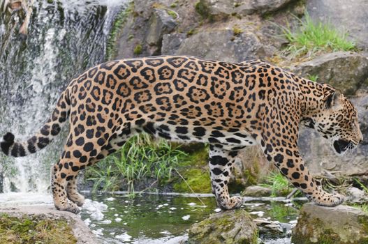 Close up of a Jaguar (Panthera onca)